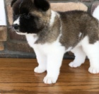 kr�sn� �t�n� Allison Akita na prodej