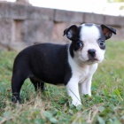 bostonsk�ho teri�ra na prodej