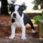 bostonsk�ho teri�ra na prodej