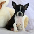 hygienicky a soci�ln� vycvi�en� �t��ata bostonsk�ho teri�ra na prodej