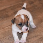 Kr�sn� a rozko�n� �t���tka Jack Russell na prodej.