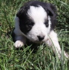 kr�sn� �t���tka border kolie na prodej