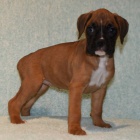 n�meck� boxer �t��ata na prodej