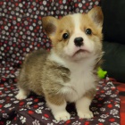 Pembroke Welsh Corgi Puppies �t��ata na prodej.