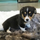 Pembroke Welsh Corgi Puppies �t��ata na prodej.