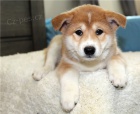 istokrevn tata shiba inu