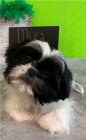 Absolutn krsn tata shih tzu