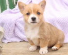 Nejlep **** Welsh Corgi