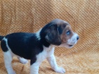 �t��ata beagle k dispozici