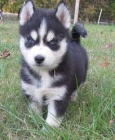 sibi�sk� husky