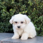 malt�zsk� �t��ata