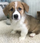 krsn pembroke welsh corgi tata k adopci