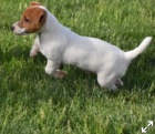 krsn tata jack russel terira na prodej