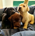 Labradorsk� retr�vr