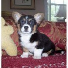 K dispozici jsou �t��ata Cardigan Welsh Corgi
