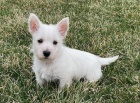 �t��ata West Highland White Terrier na prodej