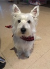 �t��ata West Highland White Terrier na prodej