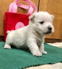 �t��ata West Highland White Terrier na prodej