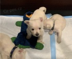 �t��ata West Highland White Terrier na prodej