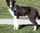 �t��ata border kolie na prodej