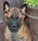 krsn tata malinois k adopci