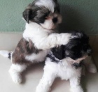 kr�sn� �t��ata shih tzu