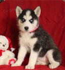 P�kn� sibi�sk� husky k adopci