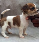 �t��ata �ivavy