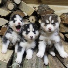 Sibi�sk� husky �t��ata k dispozici