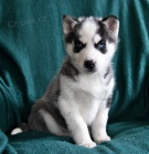 Sibi�sk� husky �t��ata k dispozici