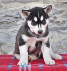 Sibi�sk� husky �t��ata p�ipravena