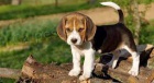 Kr�sn� �t��ata beagle