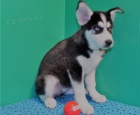 Sibi�sk� husky �t��ata