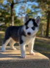Sibi�sk� husky �t��ata
