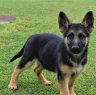 �t��ata n�meck�ho ov��ka k adopci