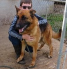 �ist� �t��ata n�meck�ho ov��ka k adopci