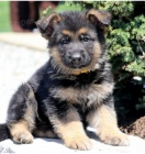 �ist� �t��ata n�meck�ho ov��ka k adopci