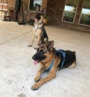 �t��ata n�meck�ho ov��ka k dispozici