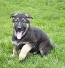 �t��ata n�meck�ho ov��ka k dispozici