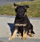 �t��ata n�meck�ho ov��ka Reday