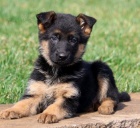   �t��ata n�meck�ho ov��ka k adopci