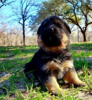 �t��ata n�meck�ho ov��ka k dispozici ..