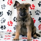 Czech  �ist� �t��ata n�meck�ho ov��ka k dispozici ..