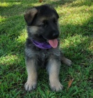 Vy�kolen� �t��ata n�meck�ho ov��ka k dispozici ....