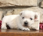 �t��ata West Highland White Terrier k adopci