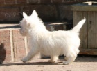 �t��ata West Highland White Terrier p�ipravena