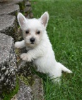 �t��ata West Highland White Terrier p�ipravena