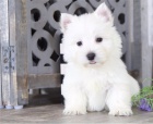 Hrav� �t��ata West Highland White Terrier p�ipravena
