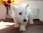 Hrav� �t��ata West Highland White Terrier p�ipravena