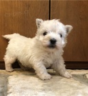 Hrav� �t��ata West Highland White Terrier p�ipravena